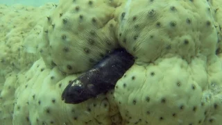 Pearlfish hides inside a sea cucumber - Natural World 2016: Episode 2 Preview - BBC Two
