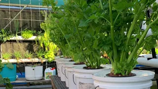 Kratky hydroponic celery