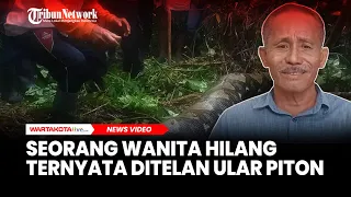 Seorang Wanita Awalnya Dilaporkan Hilang Ternyata Tewas Ditelan Ular Piton