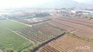 Manisa Salihli'de Satılık 4800 m2 Zeytinlik Arazi