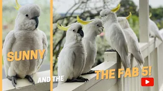 COCKATOO STAREDOWN! Sunny and the Fast Fab Five! #Beware!  #Cockatoo Gang in #4k