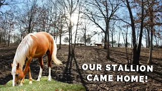 Moving Our Horses To New Pasture!! LETS SEE WHAT HAPPENS!?