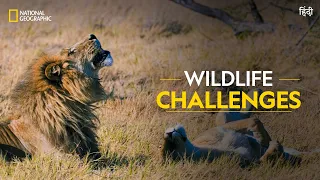 Wildlife Challenges | Savage Kingdom | हिन्दी | Full Episode | S4-E1 | National Geographic