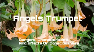 Angels Trumpet: A Forgotten Entheogen