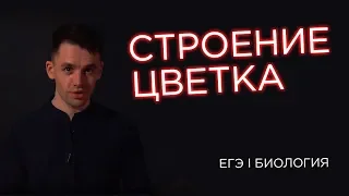 Строение цветка | ЕГЭ Биология | Даниил Дарвин