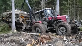 Belarus Mtz 1221.2 forestry tractor with large fully loaded trailer stuck in mud