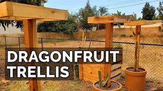 How to Build a Dragon Fruit Trellis and Plant Your First Dragon Fruit Cutting