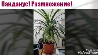 Панданус. Размножение черенком. Укоренение в воде.