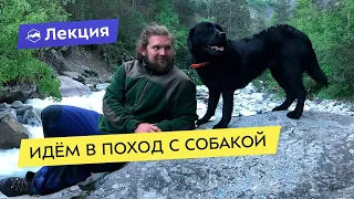 Идём в поход с собакой