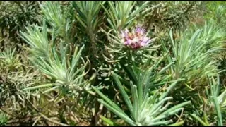 Arnica-do-cerrado (Lychnophora ericoides)