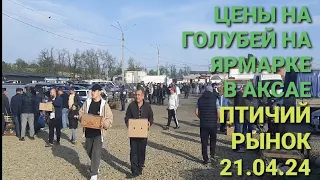 Цены на голубей на ярмарке в Аксае. Птичий рынок. Pigeon Fair. Bird Market. الحمام 鸽子.