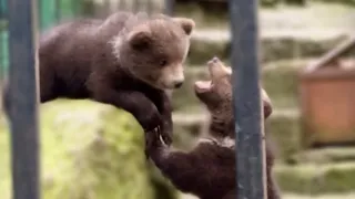 Вот так маленькие медвежата балуются и дурачатся когда не видят посетители!