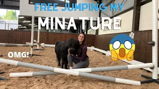 FREE JUMPING MY MINIATURE SHETLAND?! can he jump??