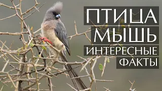 Птица-мышь - интересные факты