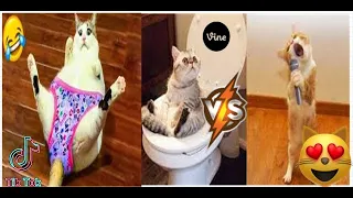 Best Funny Animal Videos Of The 2023 🤣 - Funniest Cats And Dogs Videos 😺😍😂🐶 Funny cat & dog videos 😍