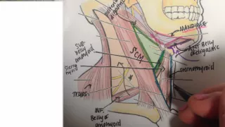 Triangles of the anterior neck & Anterior nerves