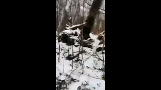 Внимание берегите своих детей !!! на Камчатке медведь убил ребёнка . the bear killed the child