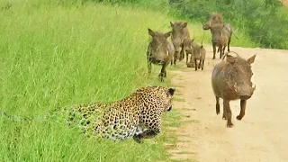 WARTHOGS WALK RIGHT INTO LEOPARD