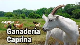 GANADERÍA CAPRINA GENERALIDADES DEL MANEJO  DE LAS  CABRAS