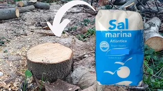 Cómo eliminar tocón de árbol con SAL MARINA