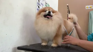 Cute Pomeranian Grooming | Dog Grooming | Pomeranian Puppy | Dog Lover