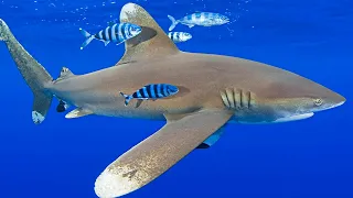 Oceanic Whitetip Sharks - The Underrated Killers