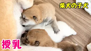 【柴犬 子犬】母乳をたくさん飲んでむちむちな子犬たちはこちら