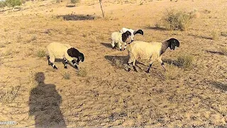 Bunch of Sheeps in Desert #desertlife #birdsounds #wildanimals #sheep #wildlifeadventure