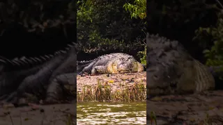 King of backwater of Odisha. Saltwater crocodile 🐊 basking at bhitarkanika national park.