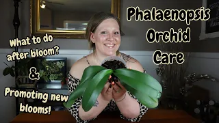 Phalaenopsis Orchid Care for Beginners! What to do after Orchid Blooms Fall Off & Promoting Blooms!