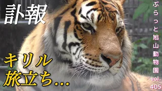 【旭山動物園トラ】訃報/キリルお空への旅立ち。オリトファミリーにとって大切なイケオジさん。vol405@旭山動物園/A cool tiger man goes to the sky