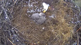 Xcel Energy Fort Saint Vrain Eagle Cam 28.04.2024