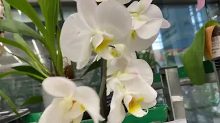 Уценённые Орхидеи в Бауцентре!