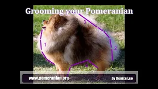 Pomeranian Trimming Guide by Denise Leo