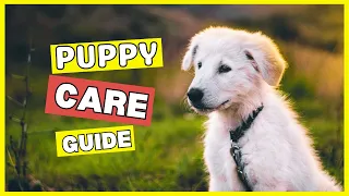 How To Raise A Happy Puppy?