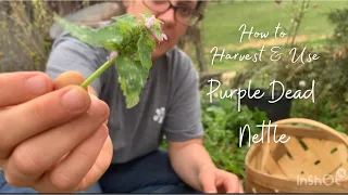 Wild Medicine Around Your Home- Purple Dead Nettle