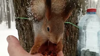 Снегопад. Кормлю бельчонка / Snowfall. Feeding a young squirrel