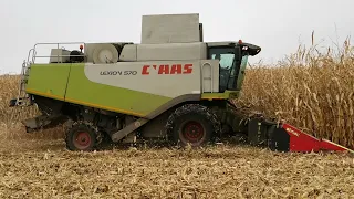 Class Lexion 570 am Mais dreschen