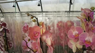 Богатое Поступление орхидей ТЕПЛИЦА-МАГАЗИН Цветов. КРУГОМ голова!