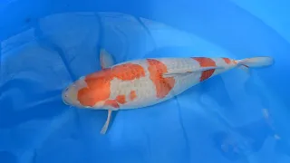 Modern Koi Blog #4855 - Konishis beste Nisai Karashi Ochiba aus Toyohira