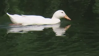 오리 /나의하루는기적입니다노래로김옥춘글뺏기집단괴롭힘금지.김옥춘죽은후에도금지.언더우드의기도해바라기연가고마운당신좋은글중에서모출마선언문인생이란가만히스스로를안아책바로잡기