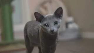 Russian Blue Kittens Lexi and Loki Playing