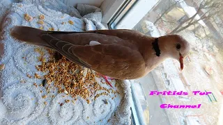 Pusya Laughing Dove cooing. Sounds bird. (Streptopelia risoria)