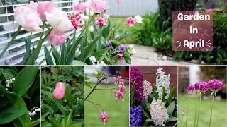 Walk my Garden with me | April 2024 | Spring Blooms