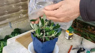 How to grow an Olive tree from cuttings