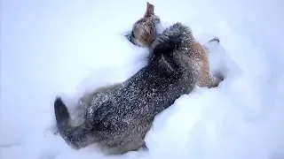 Tierarzt schießt mit seinem Gewehr, als er den ängstlichen Hund in der Schneelandschaft entdeckt!