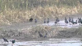 Purperkoeten verjagen een kat