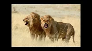 National Geographic Documentary Animals : Crater Lions Of Ngorongoro - Animal Planet Documentary
