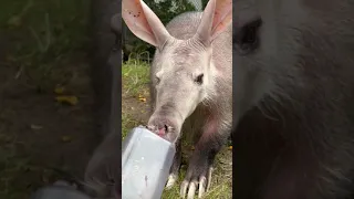 Dig in with Tilli the Aardvark