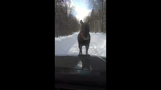 Суровый удмуртский лось, по дороге в деревню Эрестем.